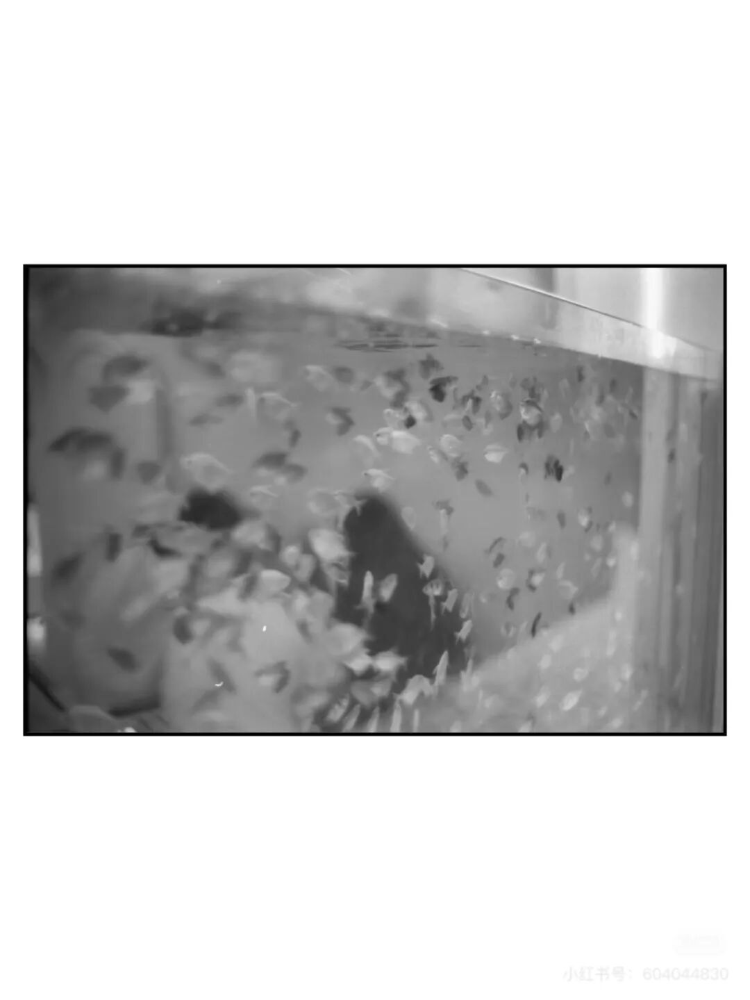 胶片漫谈｜都2025年了，为什么我还在拍胶卷插图4