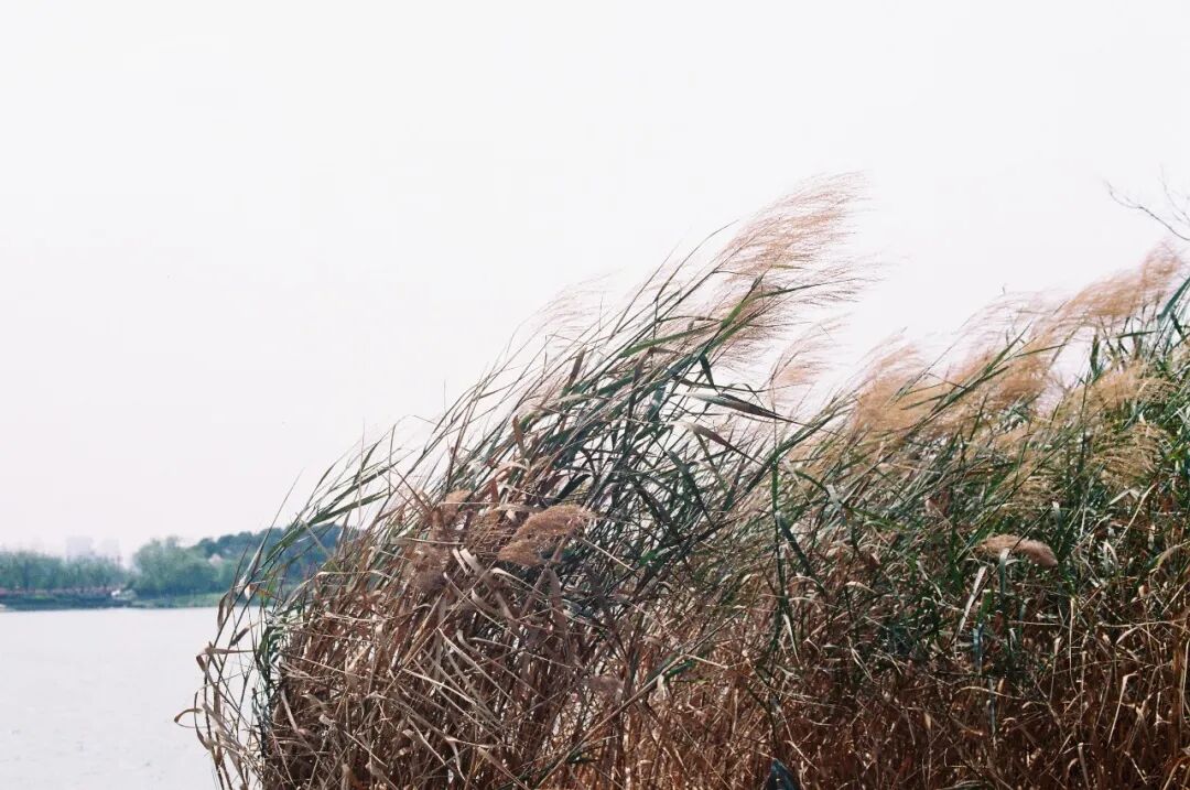 胶片的味道 | 佳能AE-1带来的胶片复古感插图3