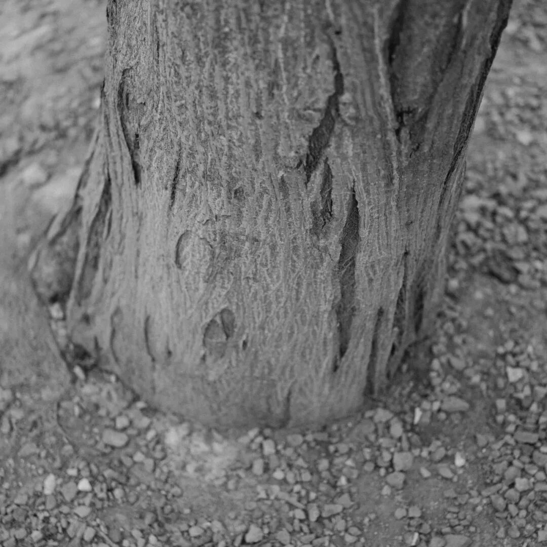 胶片漫谈 | 自从用上了富士ACROS胶片模拟，我再也不想洗黑白胶卷了！插图17