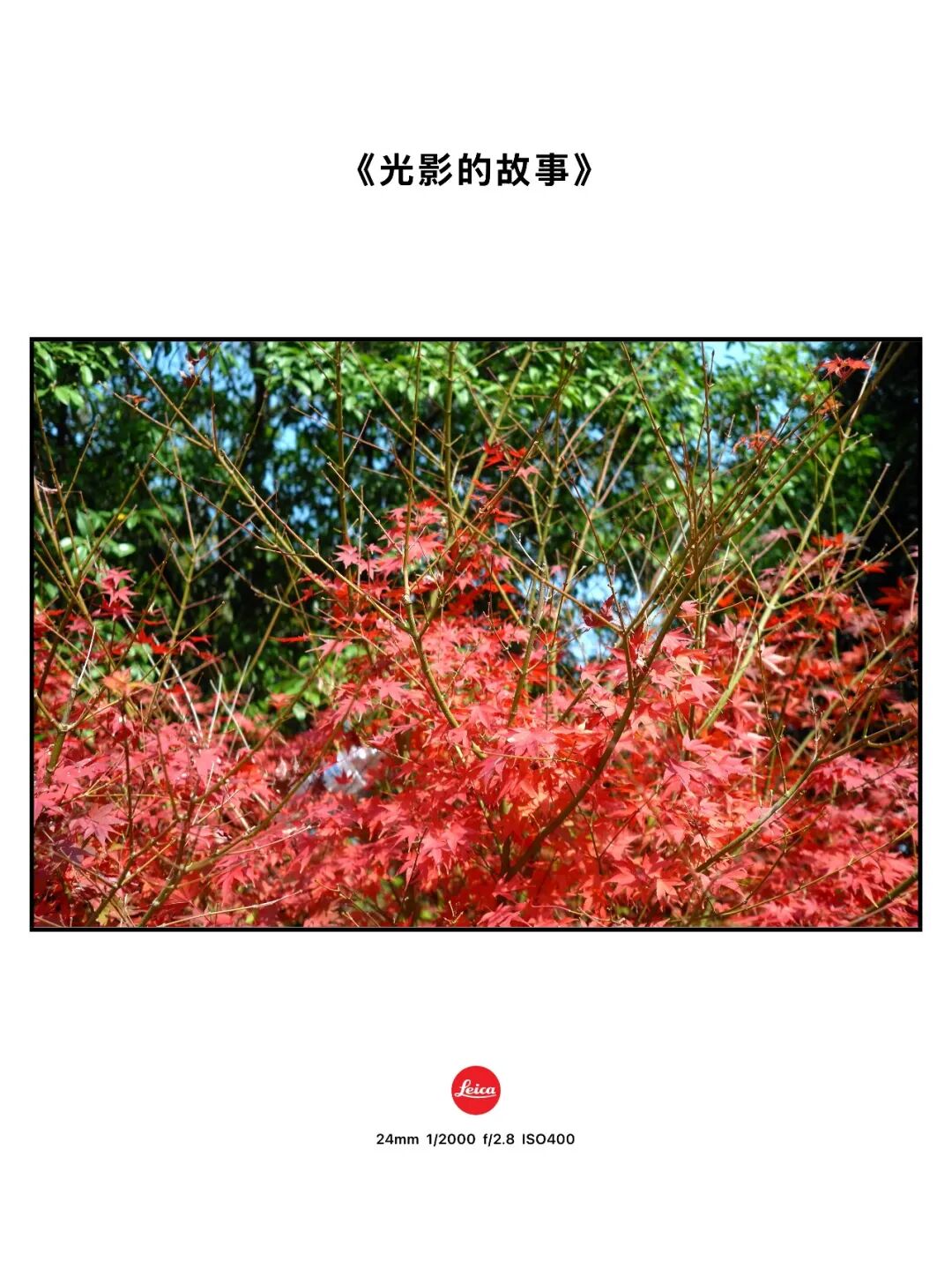 摄影漫谈 | 徕卡的色彩是个玄学吗？插图10