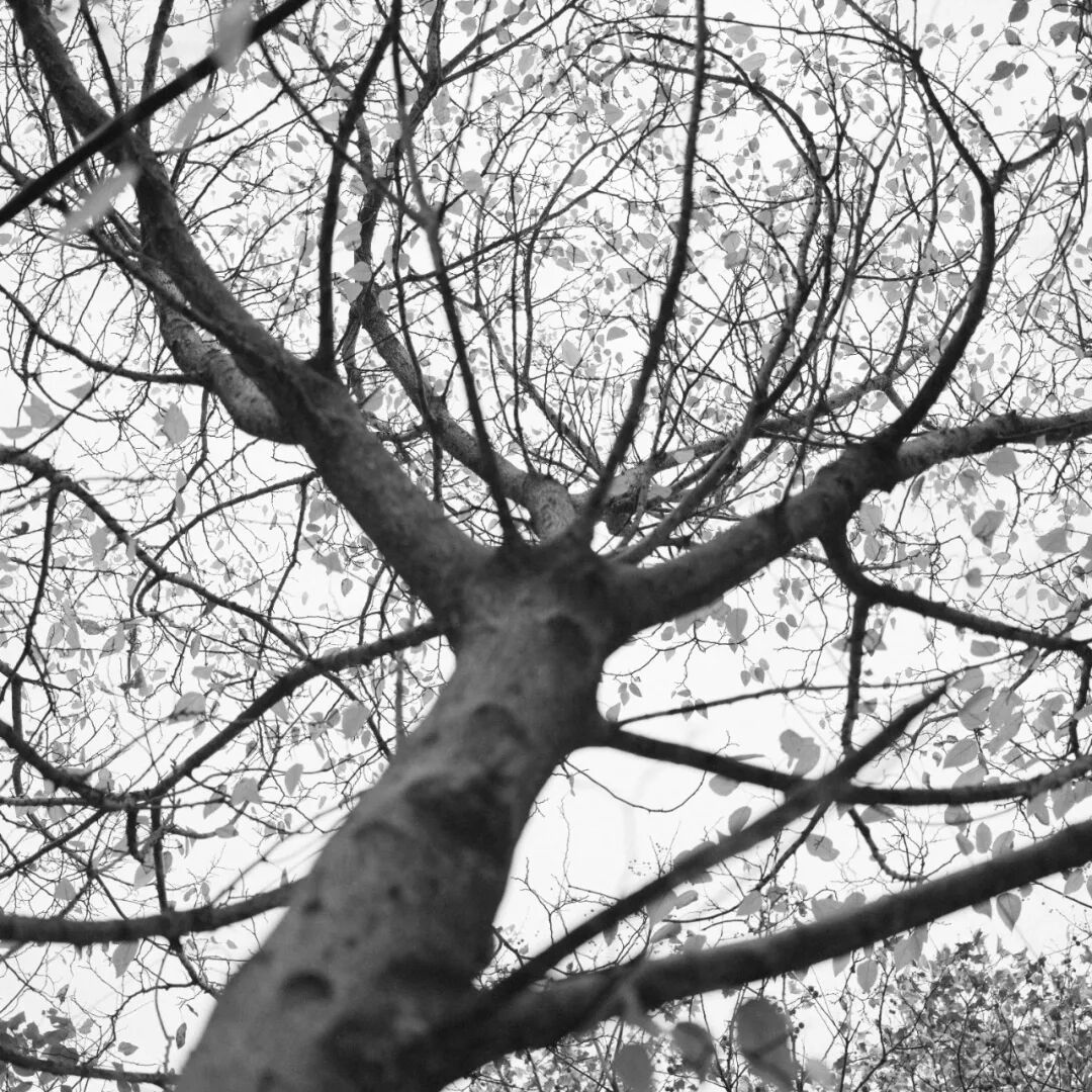 胶片漫谈 | 自从用上了富士ACROS胶片模拟，我再也不想洗黑白胶卷了！插图4