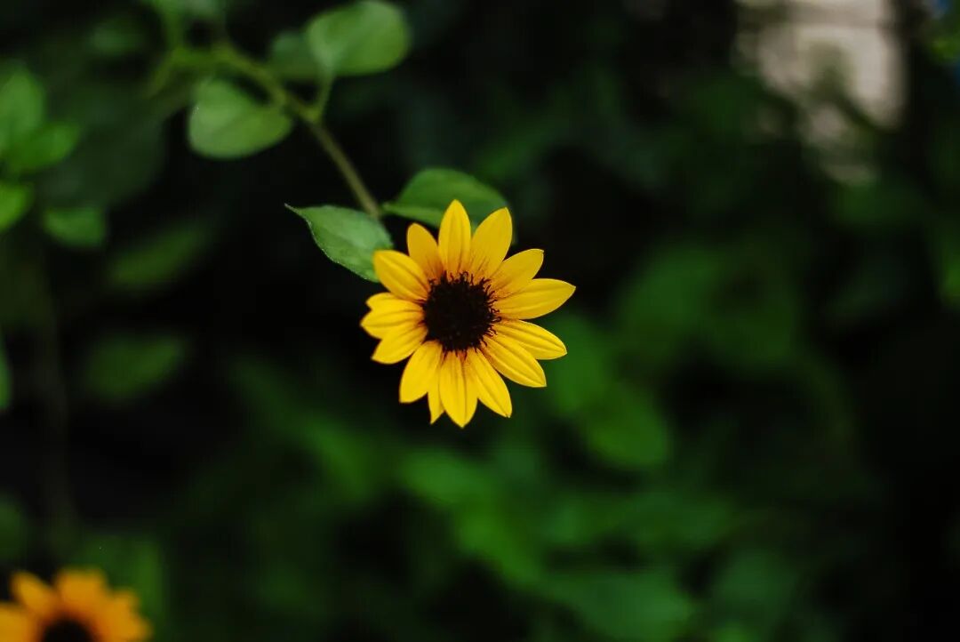 器材党 | CCD 色彩：尼康 D80，我终于找到了徕卡 M9 的平替！插图7