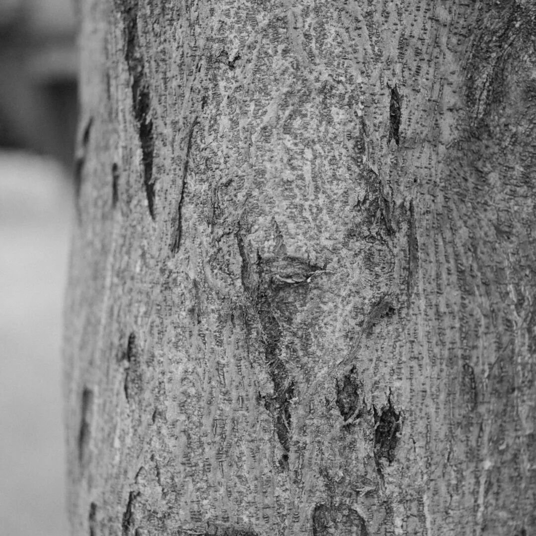 胶片漫谈 | 自从用上了富士ACROS胶片模拟，我再也不想洗黑白胶卷了！插图2