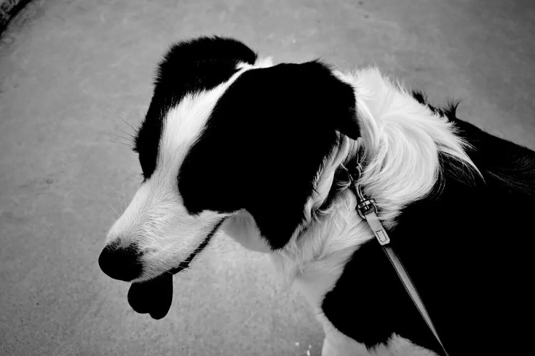 不用买理光！我是如何用手机拍摄森山大道风格照片的插图7