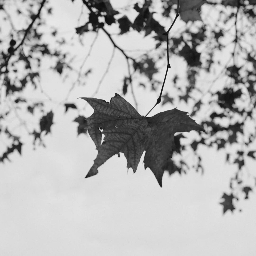 胶片漫谈 | 自从用上了富士ACROS胶片模拟，我再也不想洗黑白胶卷了！插图10