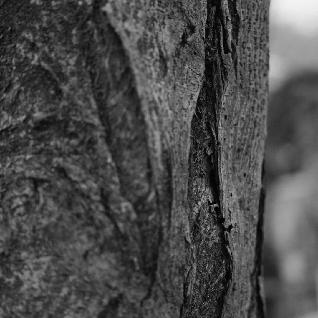 胶片漫谈 | 自从用上了富士ACROS胶片模拟，我再也不想洗黑白胶卷了！插图16