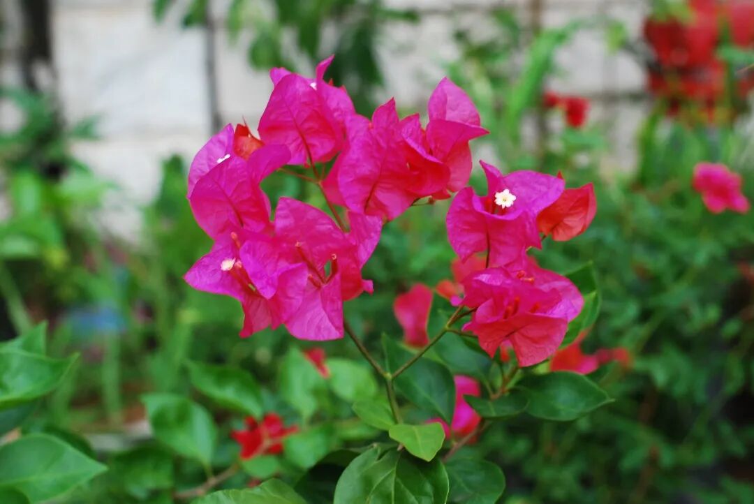 器材党 | CCD 色彩：尼康 D80，我终于找到了徕卡 M9 的平替！插图2