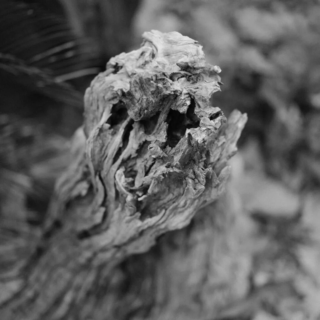 胶片漫谈 | 自从用上了富士ACROS胶片模拟，我再也不想洗黑白胶卷了！插图18