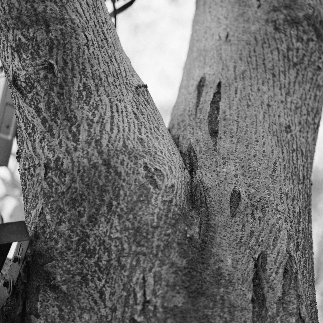 胶片漫谈 | 自从用上了富士ACROS胶片模拟，我再也不想洗黑白胶卷了！插图3