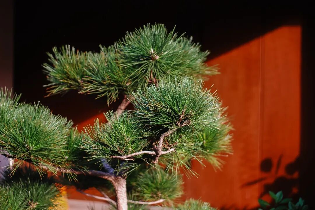 器材党 | CCD 色彩：尼康 D80，我终于找到了徕卡 M9 的平替！插图6