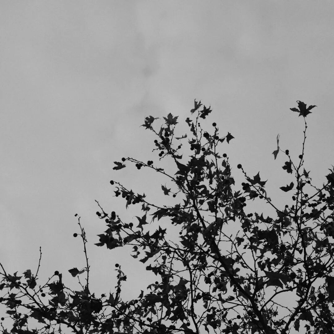 胶片漫谈 | 自从用上了富士ACROS胶片模拟，我再也不想洗黑白胶卷了！插图12