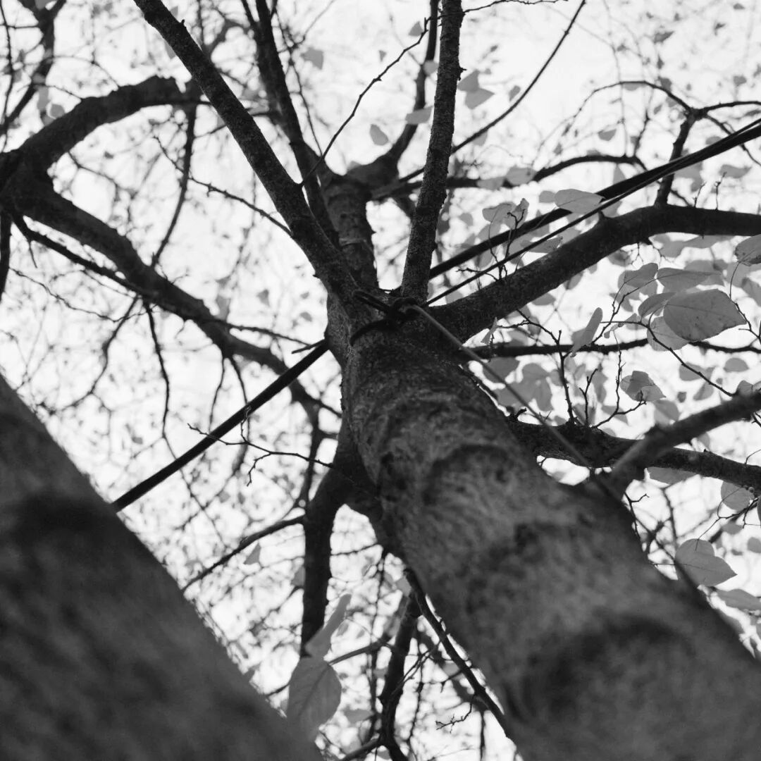 胶片漫谈 | 自从用上了富士ACROS胶片模拟，我再也不想洗黑白胶卷了！插图5